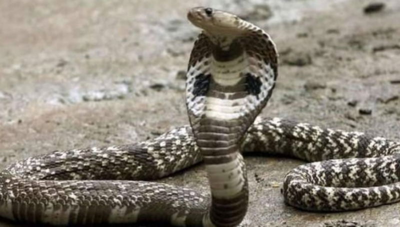 Cobra