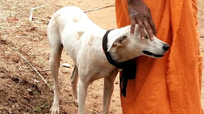DOG shabari male