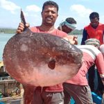 Extremely rare sunfish found off kasarkod beach 1