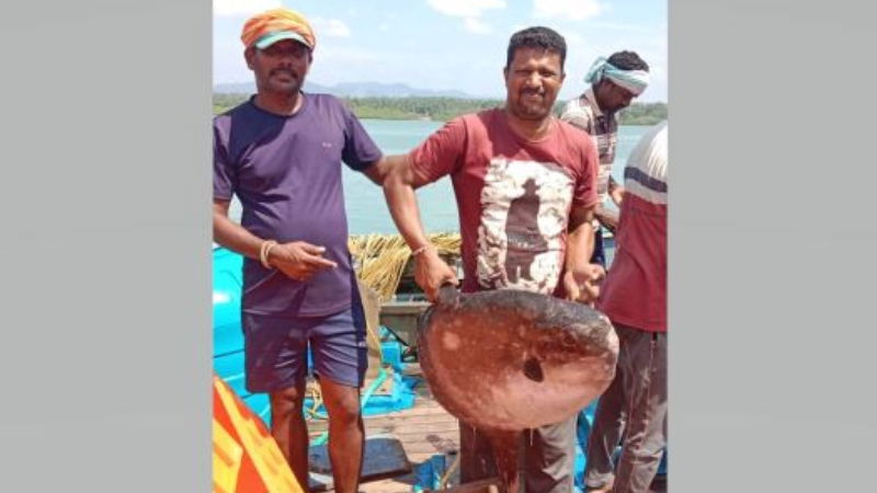 Extremely rare sunfish found off kasarkod beach 2