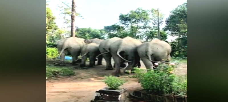HASSAN ELEPHANT 2