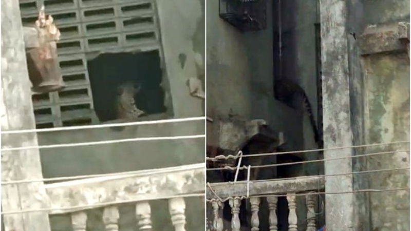 Leopard Mumbai Kalyan