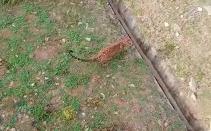 MYSURU CHEETAH 2