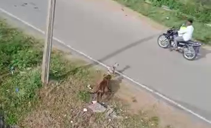 MYSURU CHEETAH 3