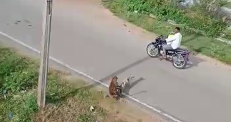 MYSURU CHEETAH 5