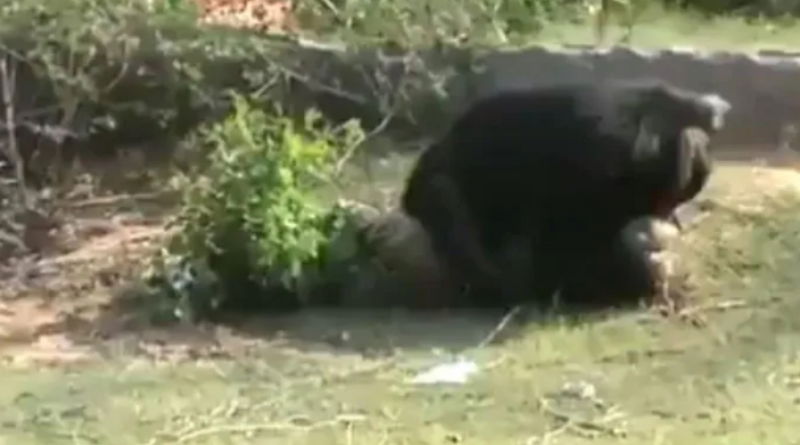 bear