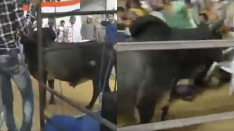 bull gujarat 1