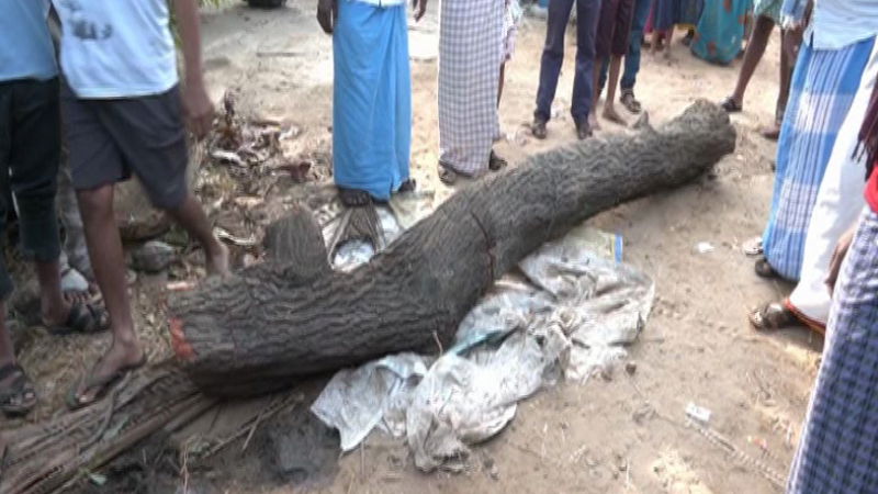 davanagere sandalwood tree