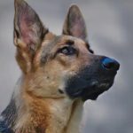 dog 1