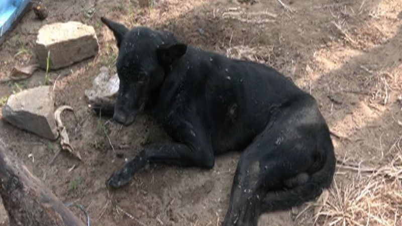 dog
