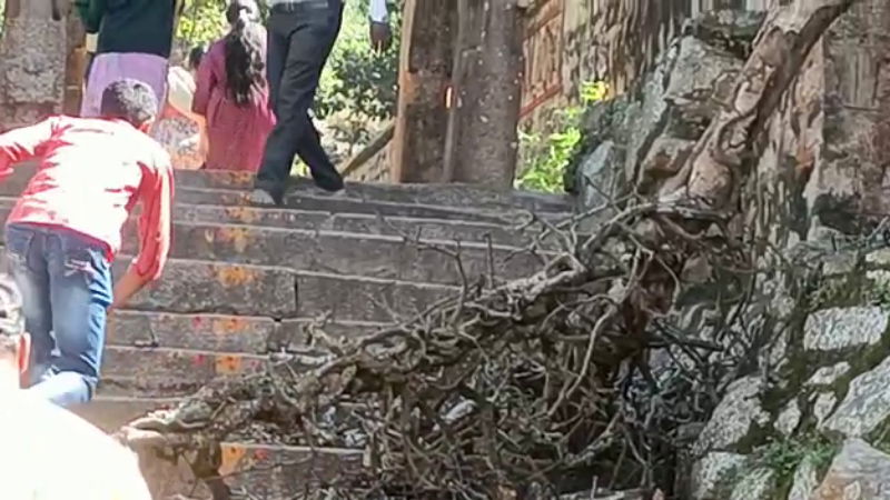 melukote mandya tree