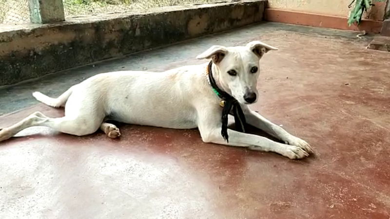 shabarimale dog 2