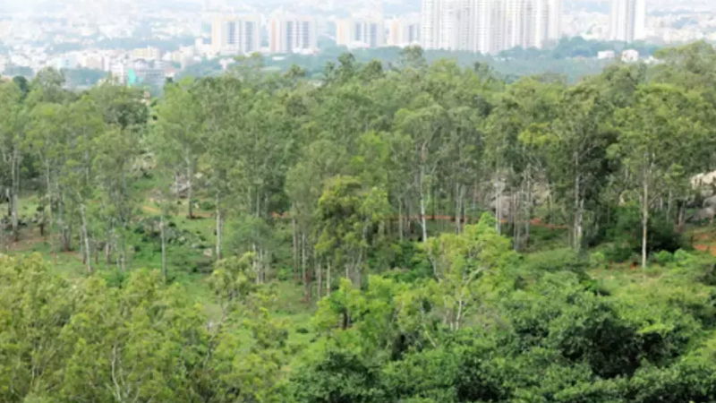 turahalli forest