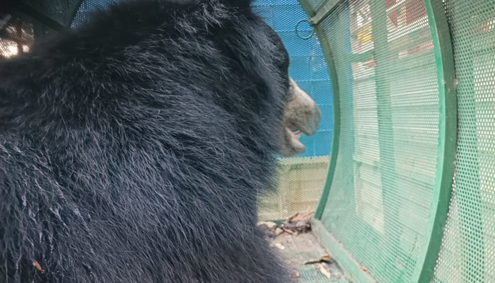 BEAR 1