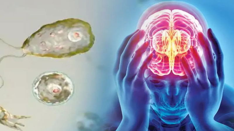 Brain eating amoeba 2
