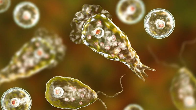 Brain eating amoeba 4
