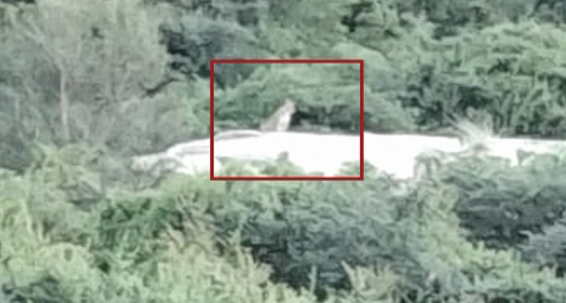 CHIKKABALLAPUR HAVERI LEOPARD 7