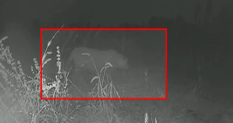 CHIKKABALLAPUR HAVERI LEOPARD