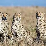 Cheetah 2