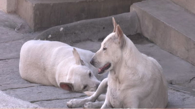 DOGS