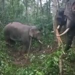 Elephant Mudigere Bhaira finally caught 1