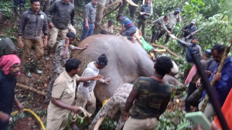 Elephant Mudigere Bhaira finally caught 2
