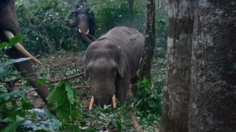 Elephant Mudigere Bhaira finally caught 3