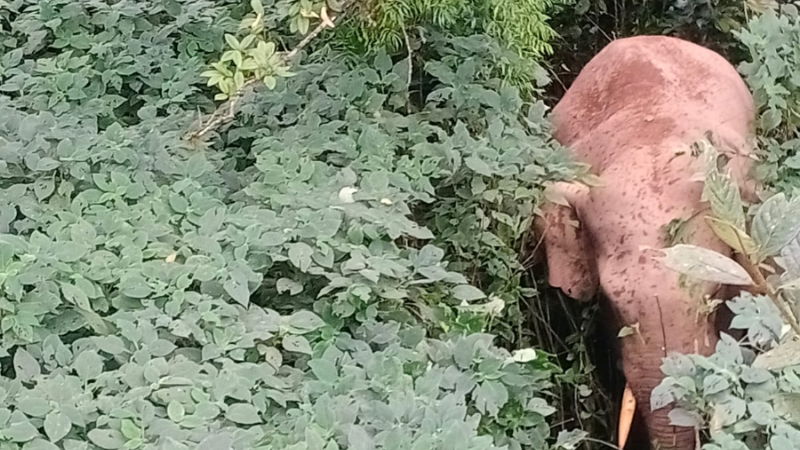 Elephant Mudigere Bhaira finally caught 4