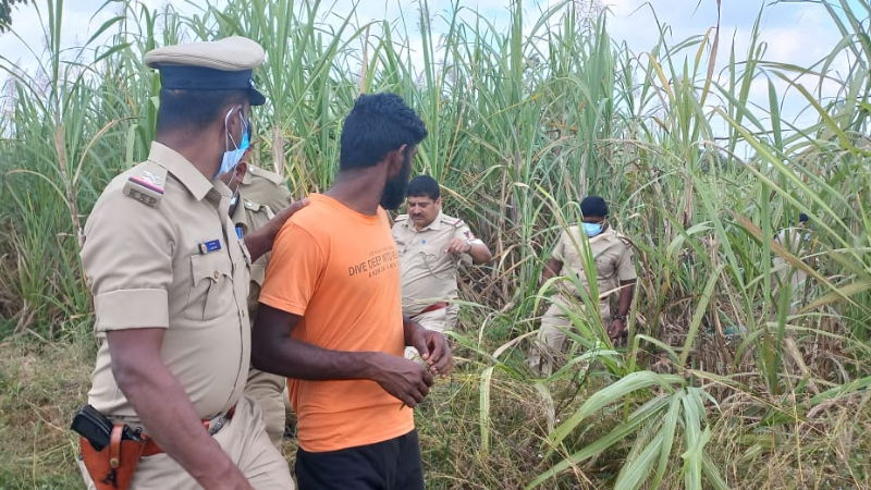 Hassan lover buried Sugarcane Field 2