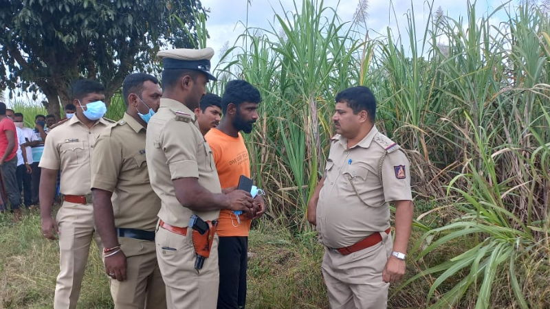 Hassan lover buried Sugarcane Field 3