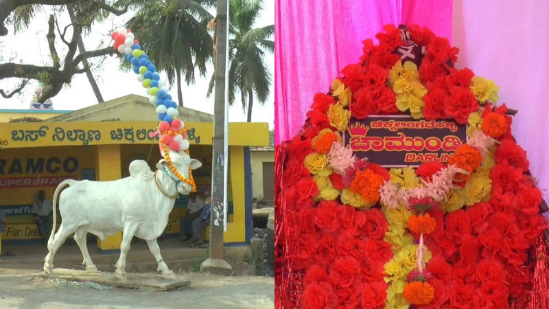 Haveri Chamundi Express bull 1