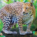 Leopard 7