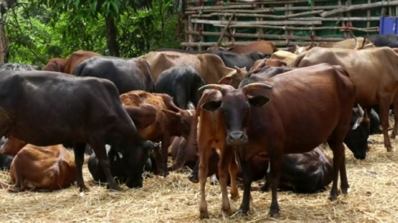 Lumpy Skin Disease cattle cow 1