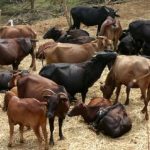 Lumpy Skin Disease cattle cow 2