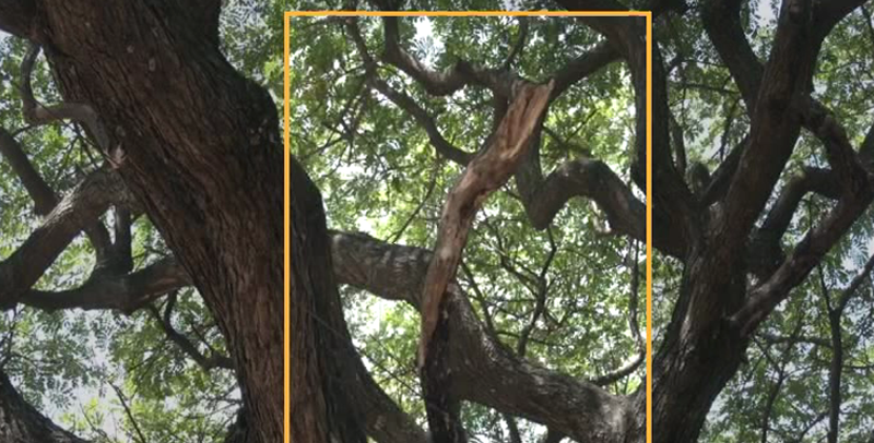 TREE 2