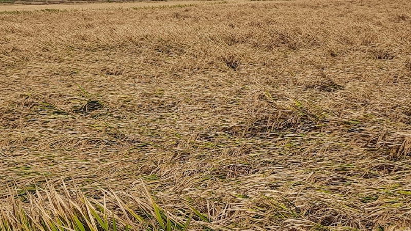 despite good price for paddy Raichuru farmers are disappointed 2