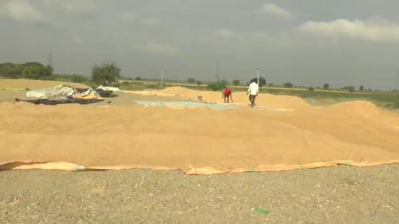 despite good price for paddy Raichuru farmers are disappointed 3