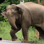 female elephant