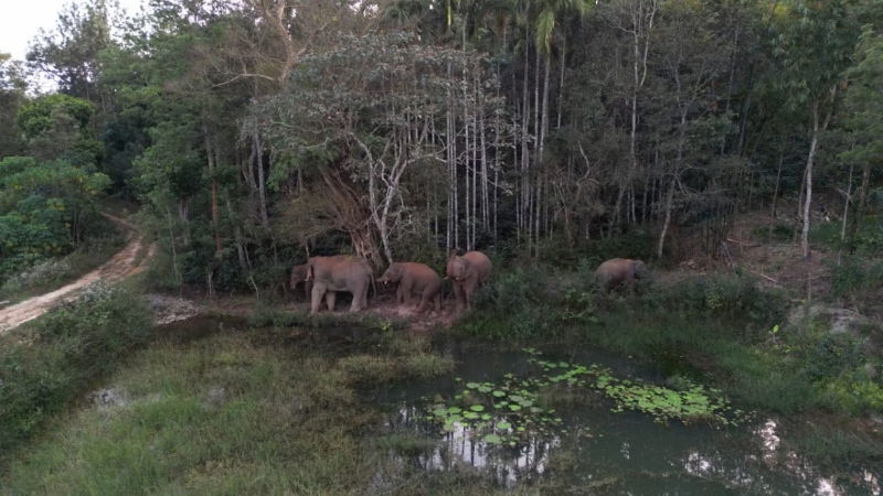 hassan elephant