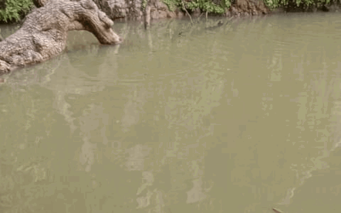 ANEKAL 3