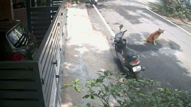 BENGALURU DOG 1