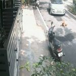 BENGALURU DOG 2