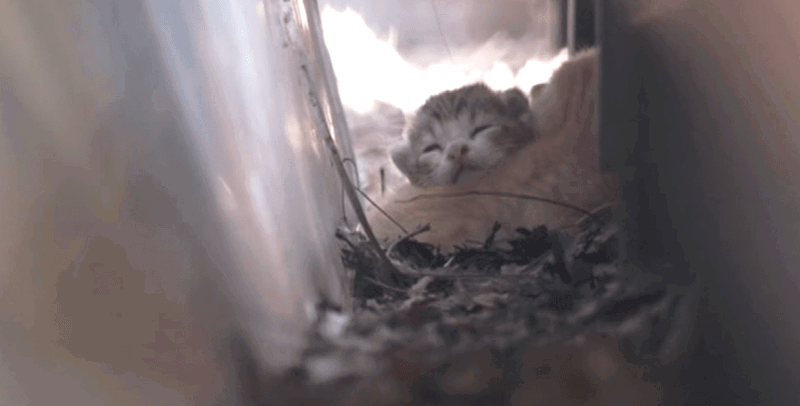 CAT 3