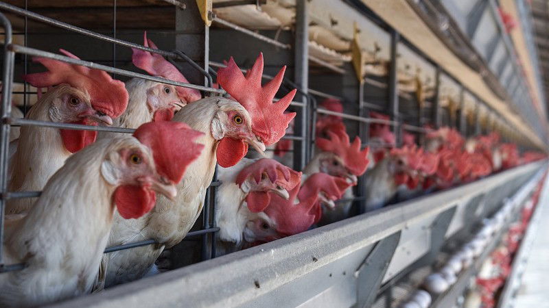 CHIKEN