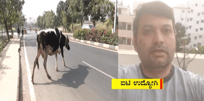 COW 2