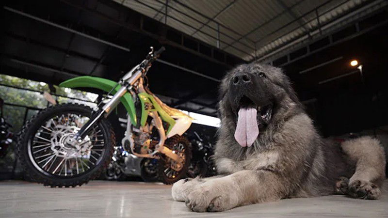 Caucasian Shepherd 2