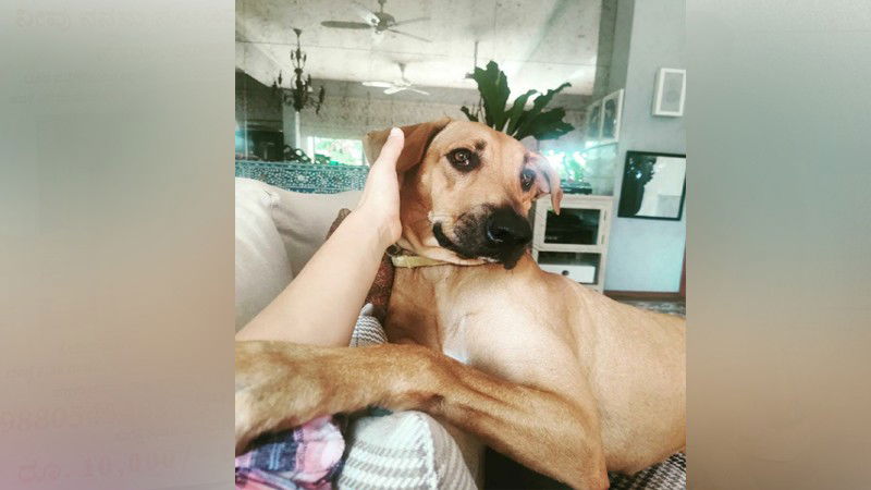 Dog Missing 2