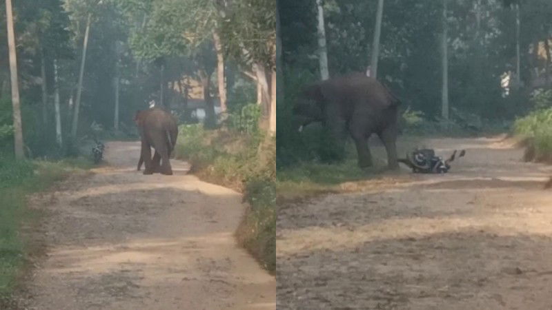 ELEPHANT