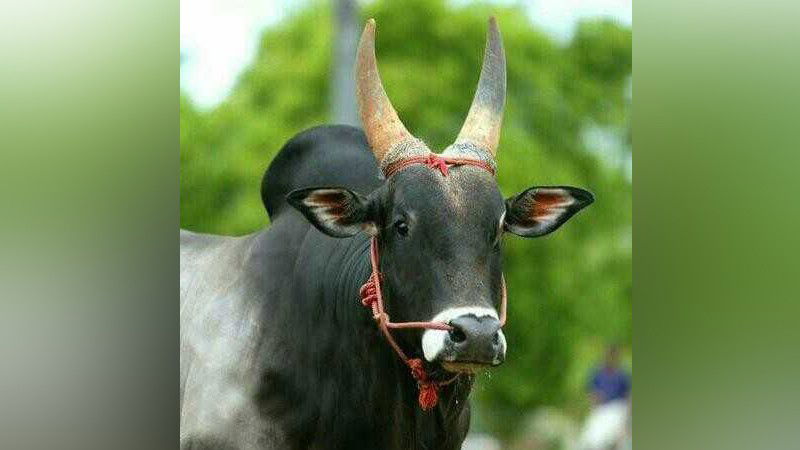 Gooli
