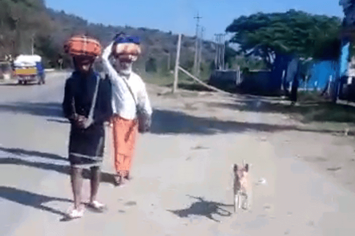 HASSAN DOG 2
